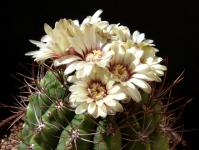 Thumbnail of 1813_Gymnocalycium spec._20150602_01(1).JPG